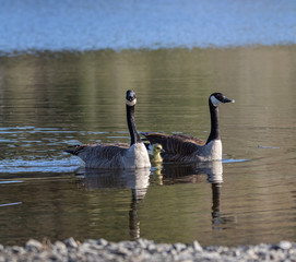 canada goose family swimming on a pond