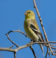 Obraz premium An American goldfinch (Spinus tristis) in a tree in spring
