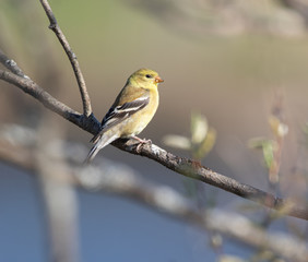 Obraz premium An American goldfinch (Spinus tristis) in a tree in spring