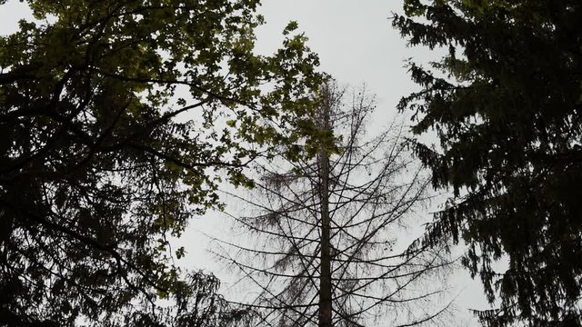 Dried, dry spruce in the forest among green deciduous and coniferous trees in cloudy weather.