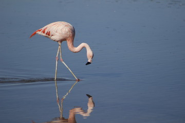 flamingo in the water
