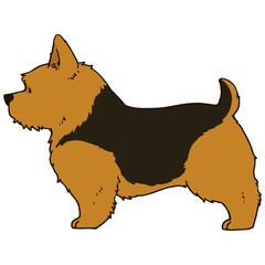 Outlined Norwich Terrier standing in side view