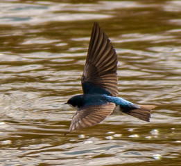 A Martin hunting low over a river in the evening.