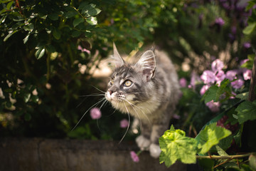curious blue tabby maine coon cat in the back yard in between flowering plants