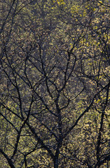 Nature background of sunlight illuminating new foliage on trees in spring in Muskoka