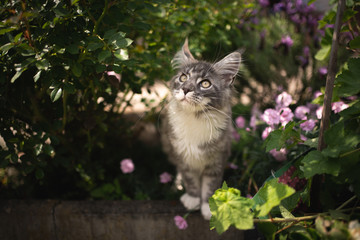 Naklejka na ściany i meble curious blue tabby maine coon cat in the back yard in between flowering plants