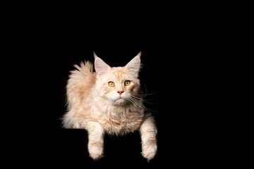 Fototapeta na wymiar studio portrait of a beautiful cream colored ginger maine coon cat looking at camera isolated on black background with copy space