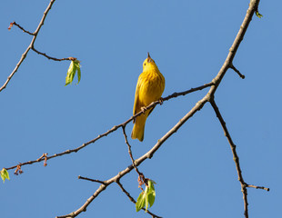 A bright male  American  Yellow Warbler perched on a branch singing in a Muskoka wetland in May.
(Setophaga petechia) with blue sky background