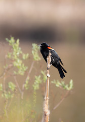Fototapeta premium A nature background of A male Red-winged Blackbird in a meadow in Muskoka 