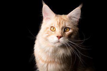 studio portrait of a beautiful cream colored ginger maine coon cat looking at camera isolated on black background with copy space