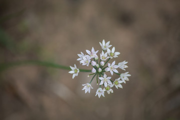 white flower