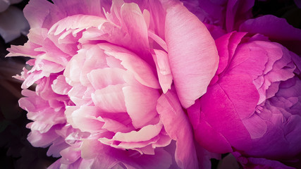 Pink peony petals delicate rose flower peonies
