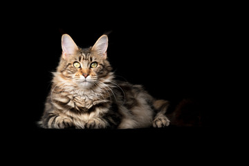 studio portrait of a beautiful classic tabby maine coon cat looking at camera isolated on black background with copy space