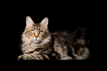 studio portrait of a beautiful classic tabby maine coon cat looking at camera isolated on black background with copy space