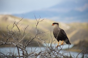 red tailed hawk