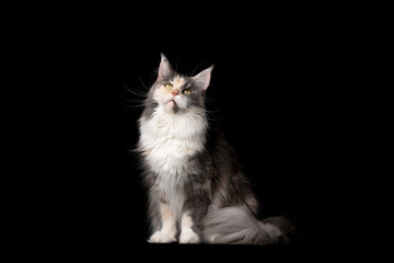 studio portrait of a beautiful tortie maine coon cat looking up isolated on black background with copy space