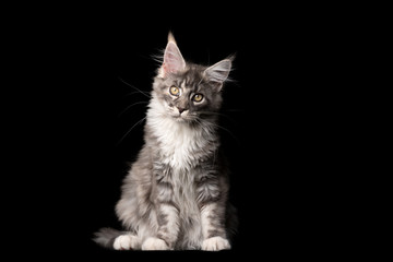 Fototapeta na wymiar studio portrait of a beautiful blue tabby maine coon cat looking at camera tilting head isolated on black background with copy space