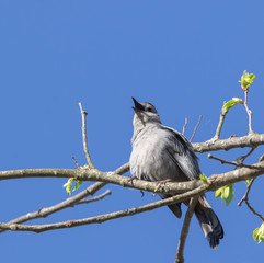 A noisy Gray Catbird (Dumetella carolinensis) singing from the brush in a woodland in Muskoka in springtime.