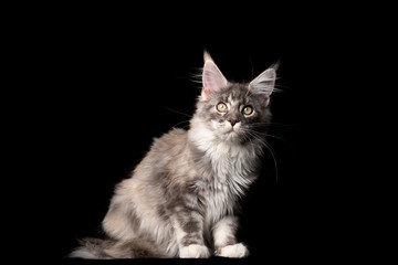 studio portrait of a beautiful blue tabby maine coon cat looking at camera isolated on black background with copy space