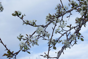 Pear tree branches against blue sky