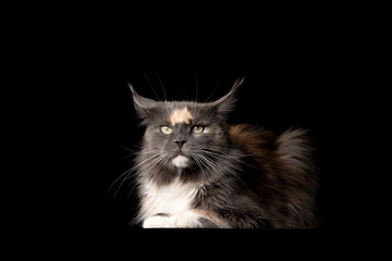 studio portrait of a blue tortie white maine coon cat with ears fold back isolated on black background with copy space
