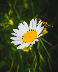 Fototapeta premium in the arms of a bee