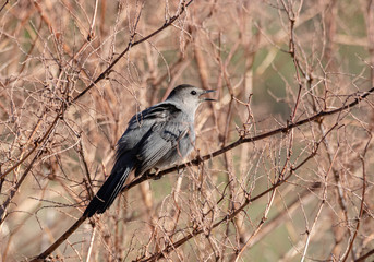 A noisy Gray Catbird (Dumetella carolinensis) singing from the brush in a woodland in Muskoka in springtime.