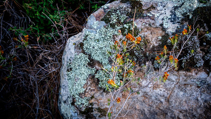 lichen on stone