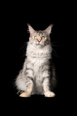 studio portrait of a beautiful black silver torbie maine coon cat sitting looking at camera isolated on black background with copy space