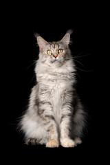 studio portrait of a beautiful black silver torbie maine coon cat sitting looking at camera isolated on black background with copy space