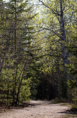 path in the woods in Algonquin Park in spring