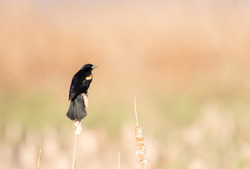 A red winged blackbird ( Agelaius phoeniceus) on a cattail with a peachy coloured marsh background