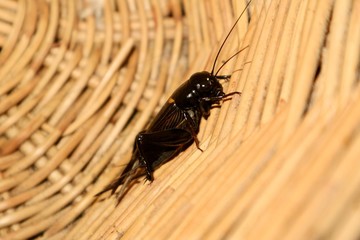 the bug on the ground