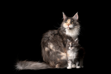 studio portrait of 8 week old maine coon kitten with cat mother sitting looking up curiously isolated on black background with copy