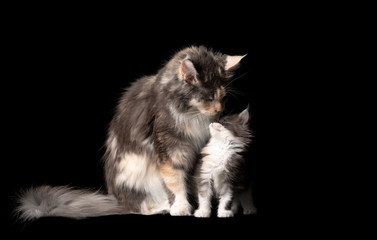 studio portrait of 8 week old maine coon kitten with cat mother sitting looking at each other isolated on black background with copy space