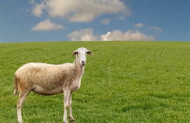 Fototapeta premium A sheep on the green grass is looking at the camera