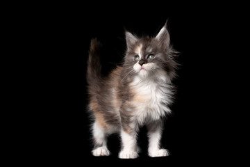 studio portrait of 8 week old calico maine coon kitten standing looking to the side isolated on black background with copy space