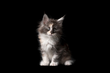 studio portrait of 8 week old calico maine coon kitten sitting isolated on black background with copy space