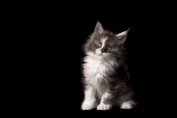 studio portrait of 8 week old calico maine coon kitten sitting looking at camera isolated on black background with copy space
