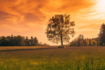 Fototapeta premium Tree in the sunset orange sky 