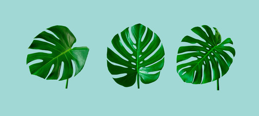 top view of tropical monstera leaf on blue color background. minimal summer concept. flat lay © Nabodin