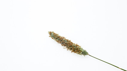 Pojedynczy kłos trawy. Roslina na bialym tle. Wyizolowany z tla. Kłos trawy z zarodkami.  Roslina z pola.  