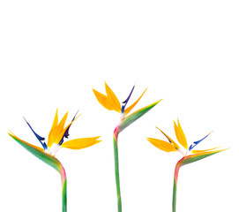 Strelitzia flowers isolated on white.