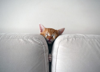 Cat sleeping between seat cushions