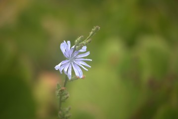 blue flowers in the garden