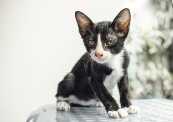 A little cat playing at home