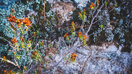 Red flowers blooming in the forest near the rocks