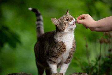 pet owner feeding tabby white cat outdoors in nature with treat