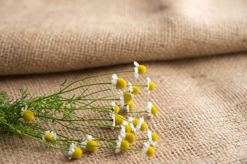 Chamomile flower