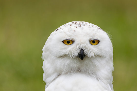 Schneeeule